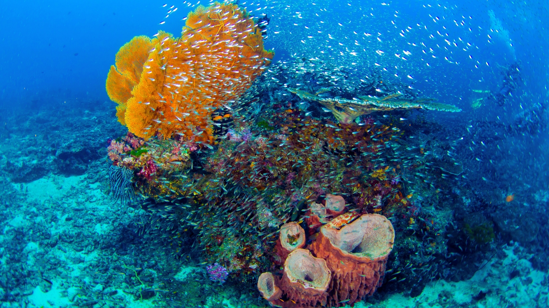 泰國海島旅遊：斯米蘭 Similan